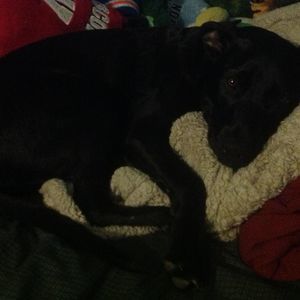 Meet your Posher, Roscoe